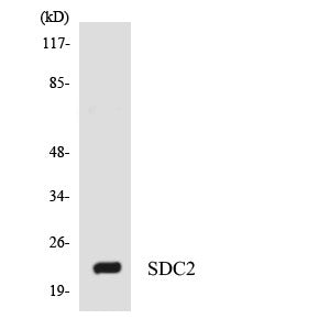 Anti-SDC2 antibody (81-130 aa) (STJ95855) – Figure 1 of 1