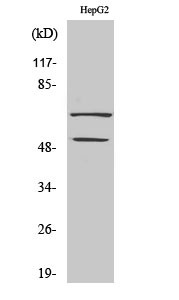 Anti-SS18 antibody (1-50 aa) (STJ95866) – Figure 1 of 1