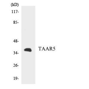 Anti-TAAR5 antibody (288-337 aa) (STJ95884) – Figure 1 of 1