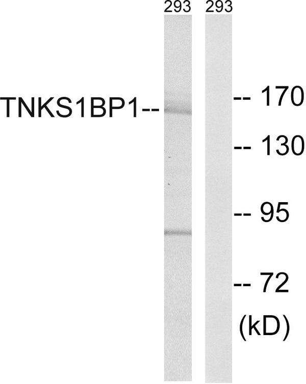 Anti-TNKS1BP1 antibody (1601-1650 aa) (STJ95885) – Figure 1 of 1