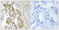 Anti-TAGAP antibody (191-240 aa) (STJ95899) – Figure 1 of 1