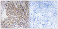 Anti-TNXB antibody (1761-1810 aa) (STJ95967) – Figure 1 of 1