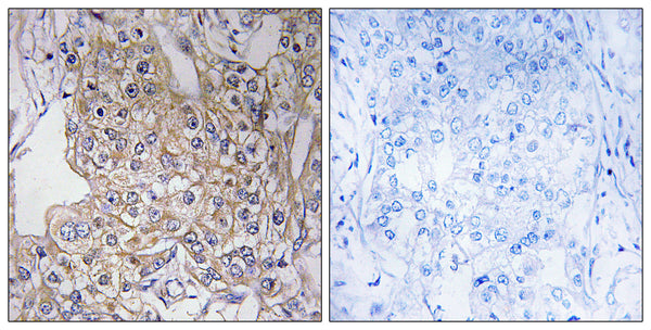 Anti-TNXB antibody (1761-1810 aa) (STJ95967) – Figure 1 of 1