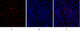 Anti-TGFBR2 antibody (91-140 aa) (STJ95994) – Figure 1 of 1