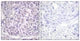 Anti-TH antibody (10-59 aa) (STJ96003) – Figure 1 of 1