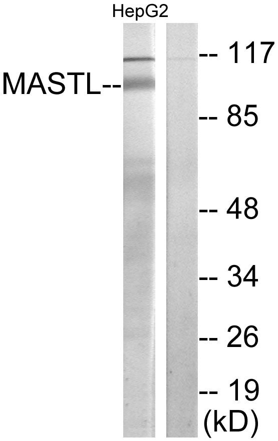 Anti-MASTL antibody (821-870 aa) (STJ96007) – Figure 1 of 1
