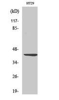 Anti-WNT1 antibody (301-350 aa) (STJ96272) – Figure 1 of 1