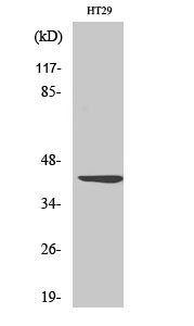 Anti-WNT1 antibody (301-350 aa) (STJ96272) – Figure 1 of 1