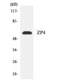 Anti-ZP4 antibody (231-280 aa) (STJ96361) – Figure 1 of 1