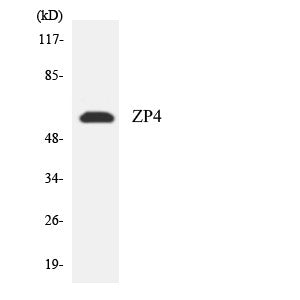 Anti-ZP4 antibody (231-280 aa) (STJ96361) – Figure 1 of 1