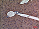 Anti-Amylase antibody (61-110 aa) (STJ96529) – Figure 1 of 1