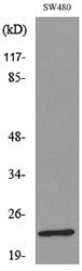 Anti-FGF9 antibody (141-190 aa) (STJ96544) – Figure 1 of 1