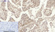Anti-MDM2 antibody (381-430 aa) (STJ96551) – Figure 1 of 1