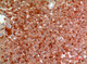 Anti-A2M antibody (871-920 aa) (STJ96733) – Figure 1 of 1