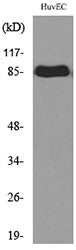 Anti-TFRC antibody (101-150 aa) (STJ96739) – Figure 1 of 1