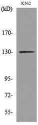 Anti-APAF1 antibody (501-550 aa) (STJ96743) – Figure 1 of 1