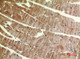 Anti-Pan-MYH-pan antibody (1351-1400 aa) (STJ96792) – Figure 1 of 1