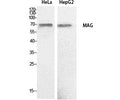 Anti-MAG antibody (501-550 aa) (STJ96882) – Figure 1 of 1