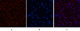 Anti-TUBB1 antibody [3F7] (STJ96939) – Figure 1 of 1