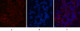 Anti-FH antibody [7F1] (STJ96975) – Figure 1 of 1