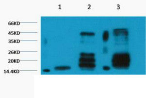 Anti-Di-Methyl-Histone H3-Lys79 antibody [1A8] (STJ97004) – Figure 1 of 1