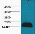 Anti-Histone H3 antibody (STJ97022) – Figure 1 of 1