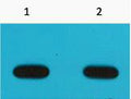 Anti-Avi-Tag antibody [6E3] (STJ97055) – Figure 1 of 1