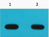 Anti-Avi-Tag antibody [6E3] (STJ97055) – Figure 1 of 1