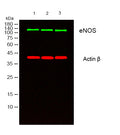Anti-NOS3 antibody [Mix] (STJ97066) – Figure 1 of 1