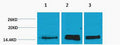 Anti-Mono-Methyl-Histone H3-Lys36 antibody (STJ97214) – Figure 1 of 1