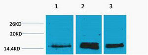 Anti-Mono-Methyl-Histone H3-Lys36 antibody (STJ97214) – Figure 1 of 1