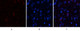 Anti-ABCG2 antibody (461-510 aa) (STJ97253) – Figure 1 of 1