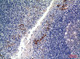 Anti-CD19 antibody (191-240 aa) (STJ97275) – Figure 1 of 1