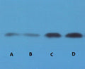Anti-STAT3 antibody [3F4] (STJ97525) – Figure 1 of 1