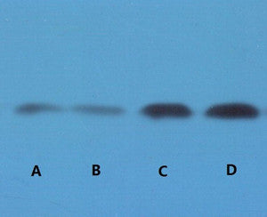 Anti-STAT3 antibody [3F4] (STJ97525) – Figure 1 of 1