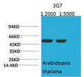 Anti-Rubisco-Large Chain antibody [3G7] (STJ97527) – Figure 1 of 1