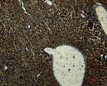 Anti-TF antibody [1B12] (STJ97548) – Figure 1 of 1