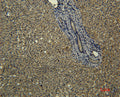 Anti-TF antibody [6D6] (STJ97607) – Figure 1 of 1