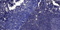 Anti-TF antibody [2D7] (STJ97610) – Figure 1 of 1