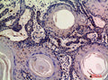 Anti-MOB3A antibody (1-80 aa) (STJ97620) – Figure 1 of 1