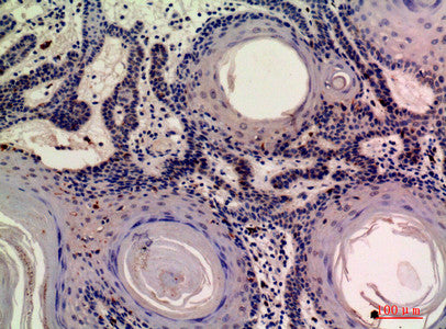 Anti-MOB3A antibody (1-80 aa) (STJ97620) – Figure 1 of 1