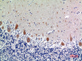 Anti-KIR3DL1 antibody (21-70 aa) (STJ97669) – Figure 1 of 1