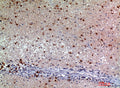 Anti-SNCA antibody (21-70 aa) (STJ97684) – Figure 1 of 1