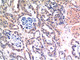 Anti-BAX antibody (30-110 aa) [6F11] (STJ97725) – Figure 1 of 1