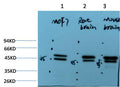 Anti-TUBE1 antibody [2B3] (STJ97760) – Figure 1 of 1