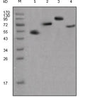 Mouse Anti-Human IgG Fc Fragment antibody {Unconjugated} (STJ98147) – Figure 1 of 1
