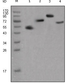 Mouse Anti-Human IgG Fc Fragment antibody {Unconjugated} (STJ98147) – Figure 1 of 1