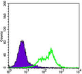 Anti-RICTOR antibody [7B3] (STJ98362) – Figure 1 of 1