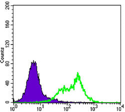 Anti-RICTOR antibody [7B3] (STJ98362) – Figure 1 of 1