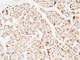 Anti-PTEN antibody (251-300 aa) (STJ98583) – Figure 1 of 1